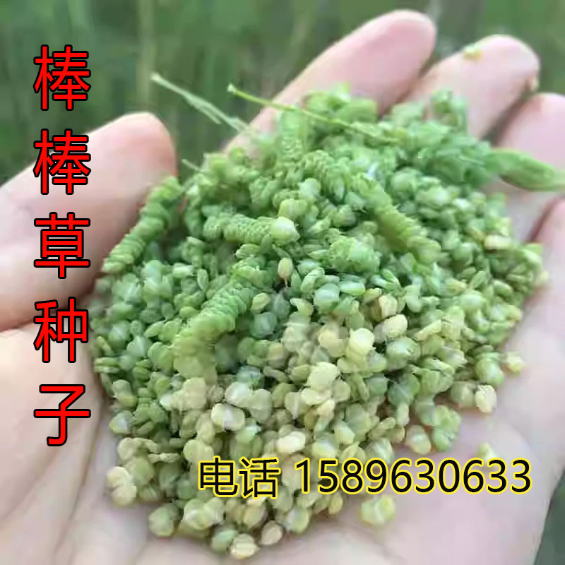 绿林花语秋季养鱼虾冬季保绿