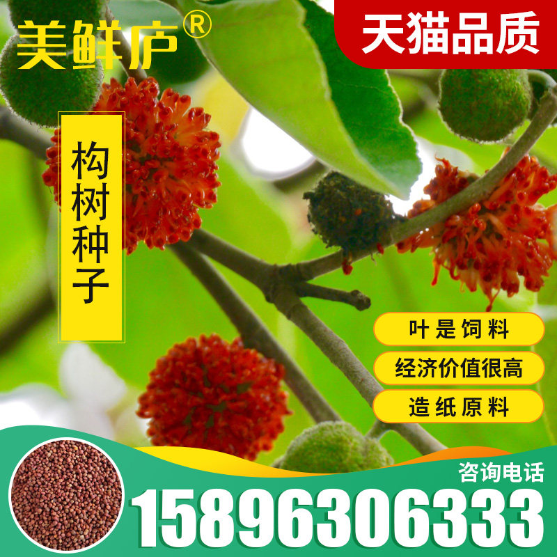 构树种子杂交构桃树沙纸树构乳树楮树楮实子谷木谷浆树矿荒山绿化