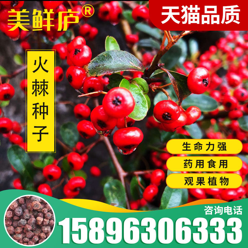火棘种子