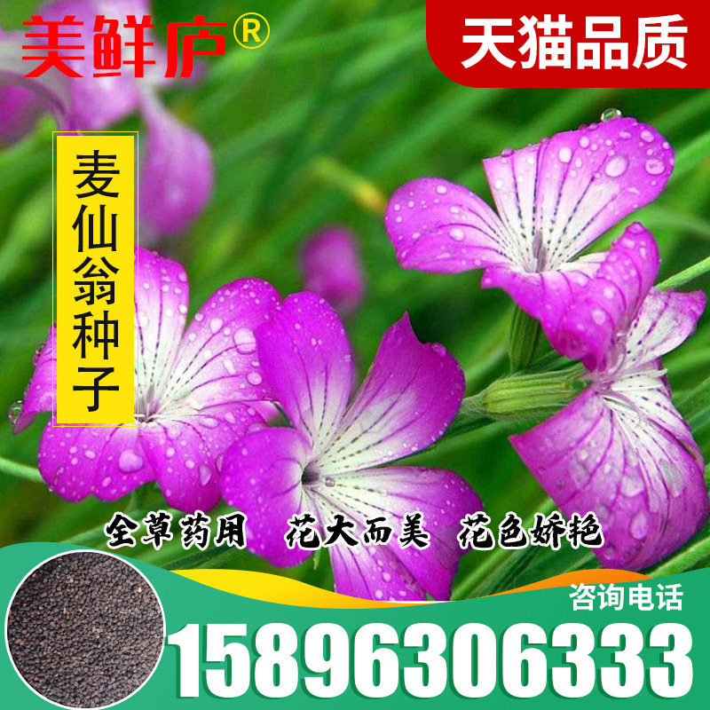 麦仙翁种子 麦毒草花期长四季播种 花坛花境庭院景观花卉道路两侧