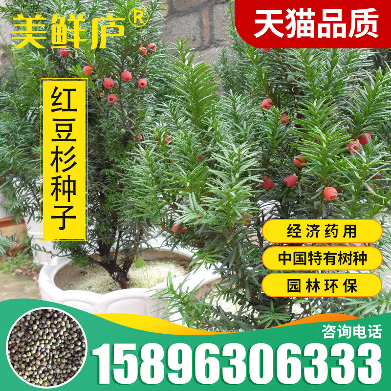 红豆杉种子名贵树种曼地亚红豆杉种籽东北南方北方红豆杉树种沙藏