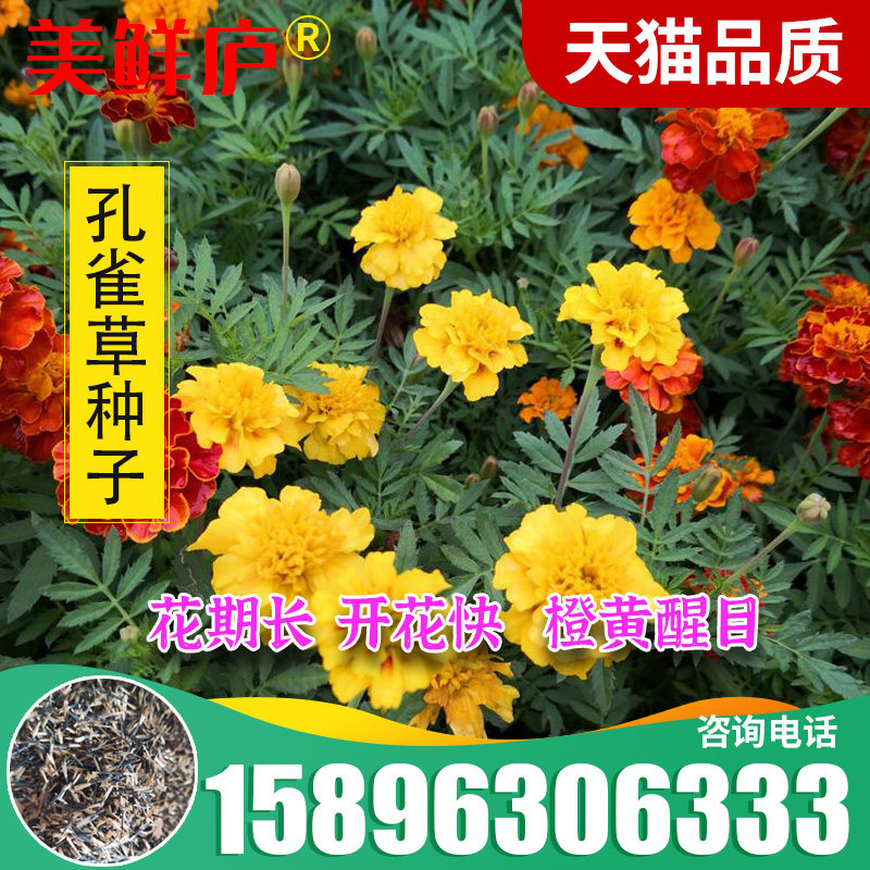 混色孔雀草花种子景观绿化工程花籽四季播种耐寒草花种子观花种子