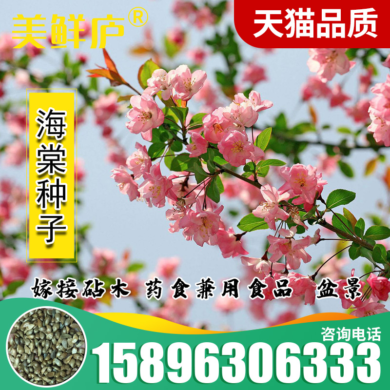 苹果树砧木北美西府垂丝海棠种子