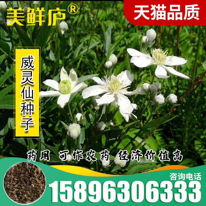 野生威灵仙种子 铁脚威灵仙 铁角灵仙 铁耙头 铁脚铁线莲种子