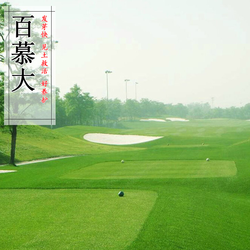 矮生百慕大种子矮生四季青草籽耐旱耐践踏天堂草护坡草坪种子