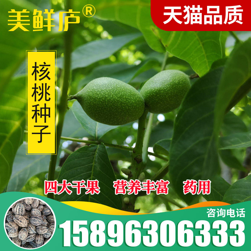 新采核桃种子 山核桃种子 小核桃 可嫁接各种核桃  可制文玩原料