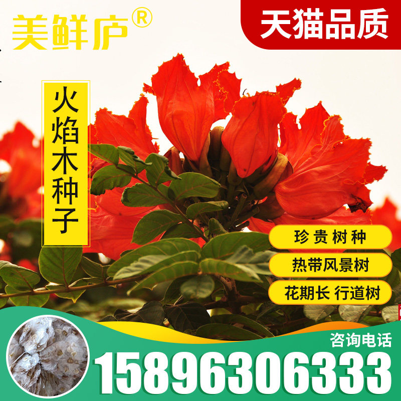 澳洲火焰木种子火焰酒瓶树种籽槭叶瓶干树槭叶苹婆别墅庭院绿化树