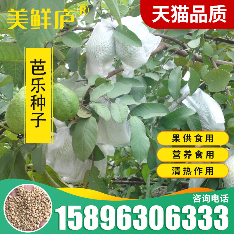 芭乐种子土芭乐苗种砖木头珍珠芭乐红白嫁接头水果果树番石榴种子