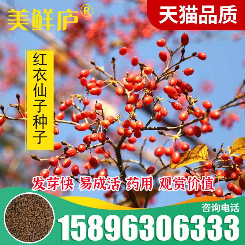 中药材种子 山茱萸种子 山萸肉 山芋肉 山于肉 红衣仙子种子包邮