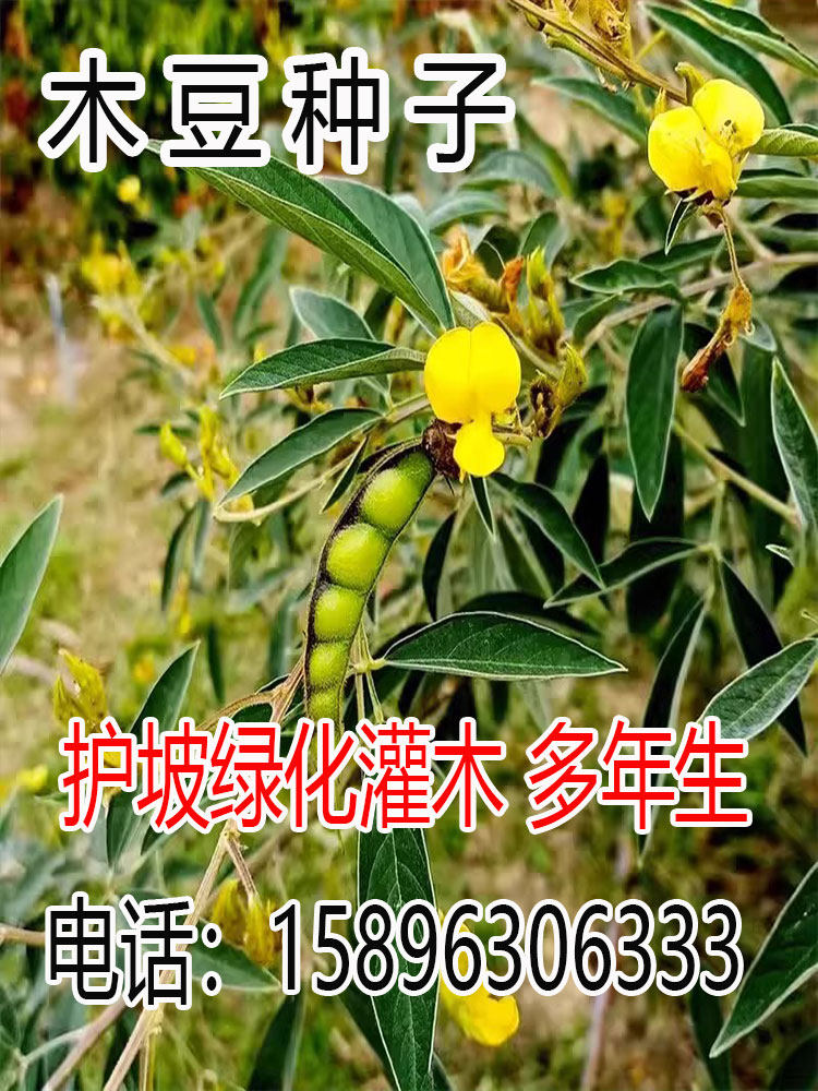 木豆种子  直立灌木 树豆 柳豆 豆蓉 树黄豆 三叶豆种子