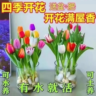 【特价】水培郁金四季香开花盆栽花卉植物客厅绿植花卉大全好养活