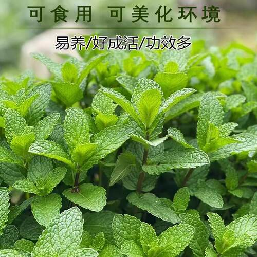 可食用薄荷种子留兰香柠檬苗猫薄荷四季播种室内阳台盆栽驱蚊植物