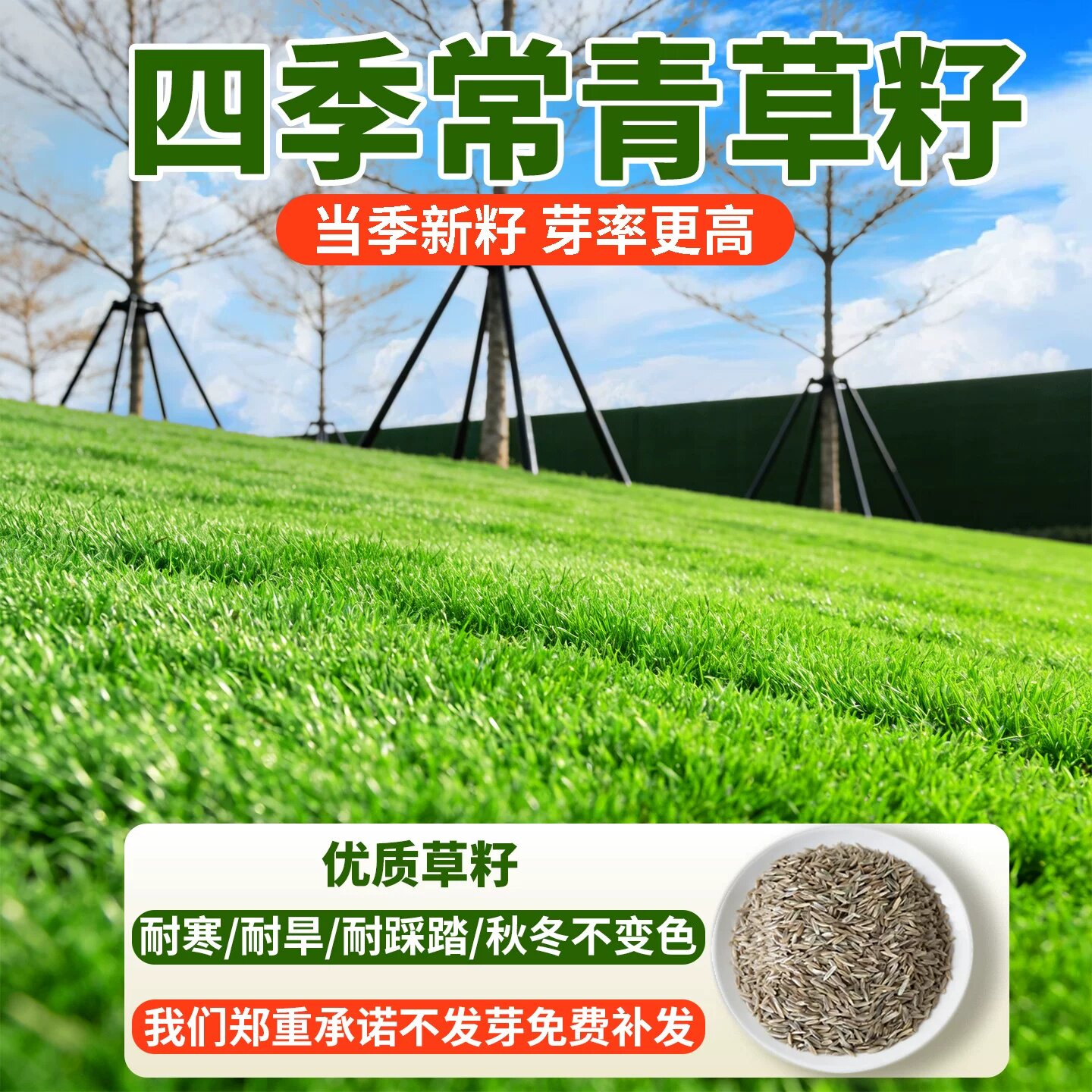 草坪草籽护坡四季常青绿化狗牙根马尼拉草皮耐旱庭院黑麦种子开花