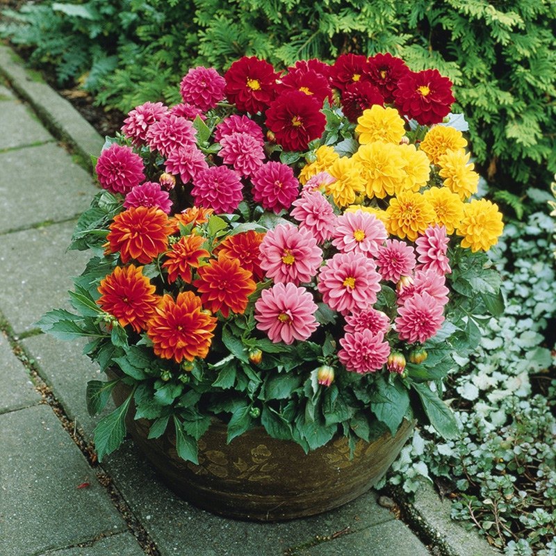 四季播种易活开花不断多年