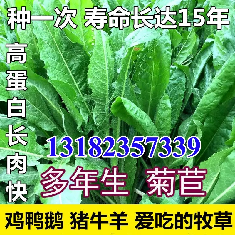 菊苣种籽大叶多年生兔子草种猪牛鱼鸡鸭鹅爱吃的养殖四季牧草种子 鲜花速递/花卉仿真/绿植园艺 家庭园艺种子 原图主图