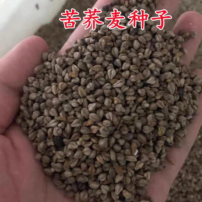 荞麦种子 别称甜荞、乌麦、三角麦、花荞、荞子 阳台绿色食品种籽