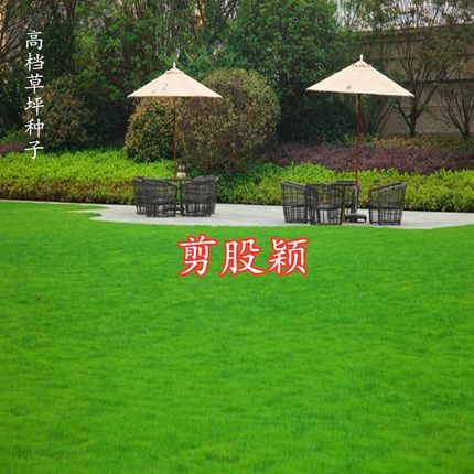 剪股颖高尔夫球场别墅草坪种子