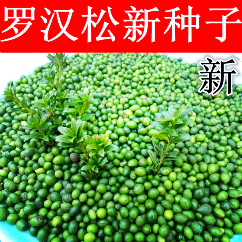 新采罗汉松种子雀舌罗汉松大叶小叶红芽日本罗汉松种子籽松树种子