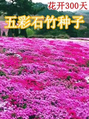 欧石竹初吻花种花籽五彩石竹花