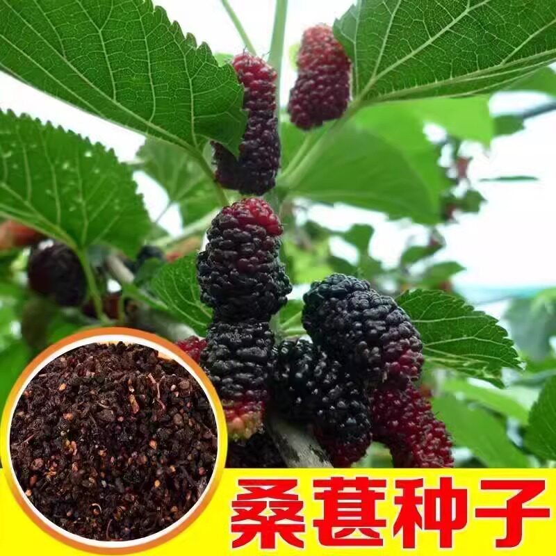 桑树种子桑葚树果四季种植易活大叶强桑弄桑高蛋白桑种籽可做饲料
