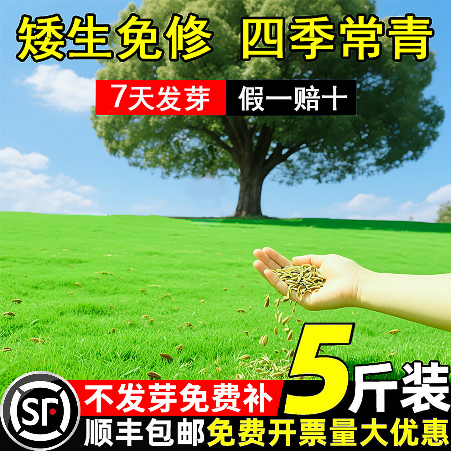 草坪草籽四季常青矮生地毯草护坡狗牙根草皮籽草种绿化黑麦草种子