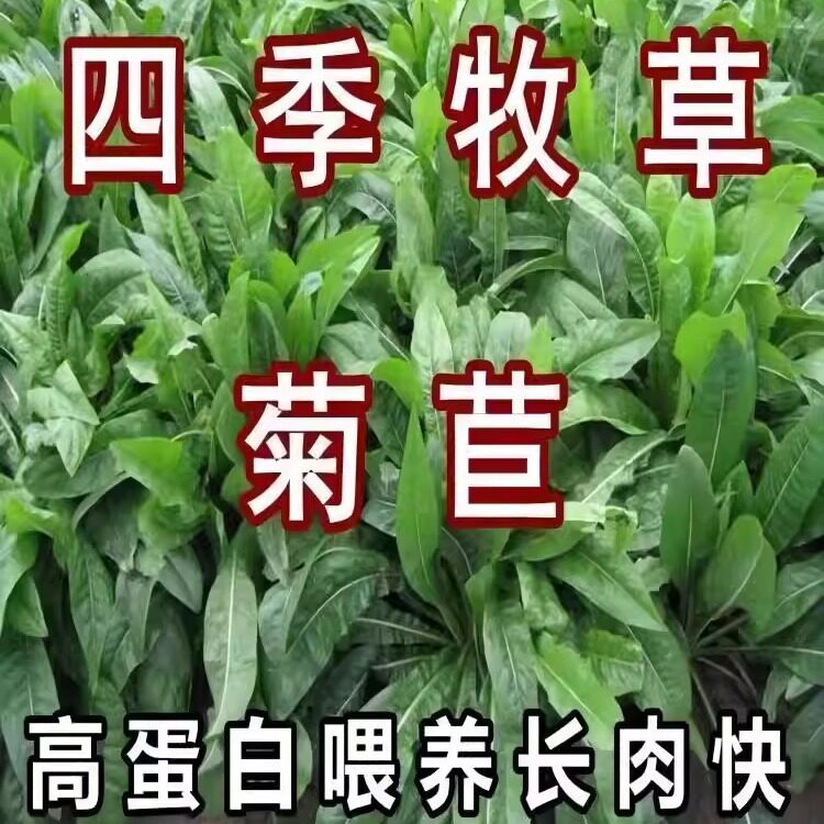 菊苣种籽大叶多年生喂猪菜种子牛羊鱼鸡鸭鹅爱吃的牧草种子兔子草