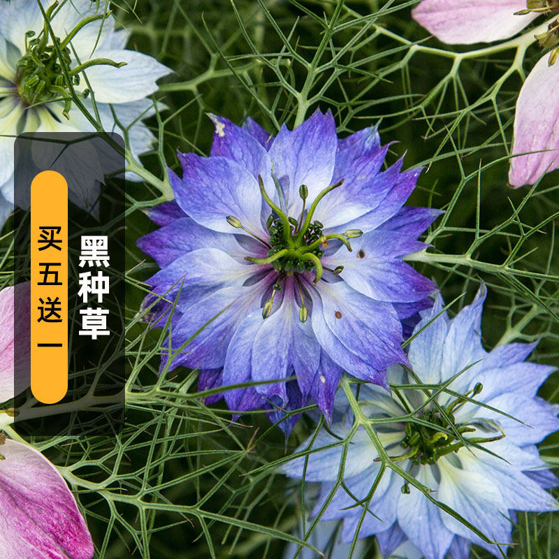 黑种草种子100粒波斯宝石黑子草籽可切花食用室外阳台盆栽春秋播