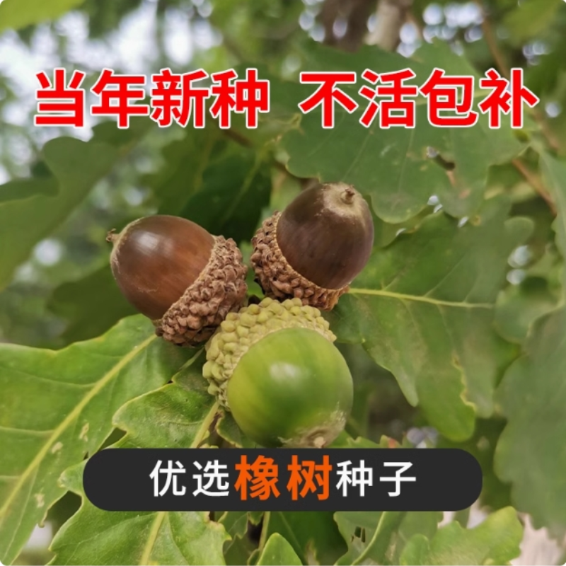 橡树种子砍烧柴火木青冈栎树橡子苗栗茧蒙古栎红橡树种子娜塔栎籽