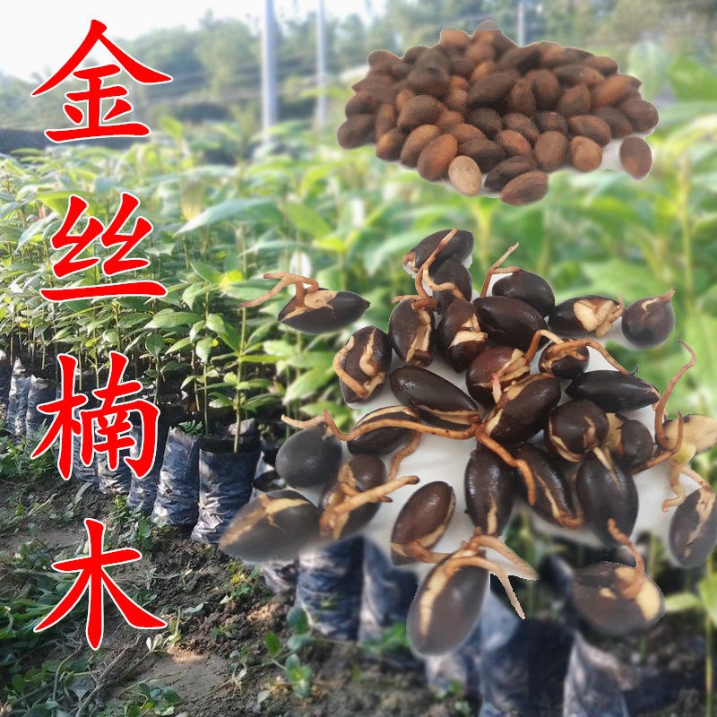 名贵林木金丝楠种子珍稀高
