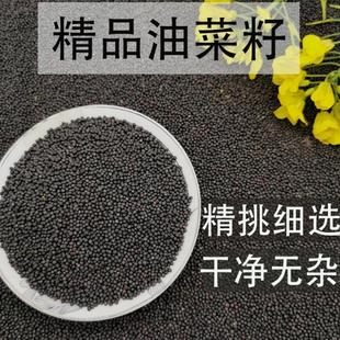 油菜籽榨油用 自榨油油菜籽精品油菜籽 散装 鸟类粮食5斤多省包邮