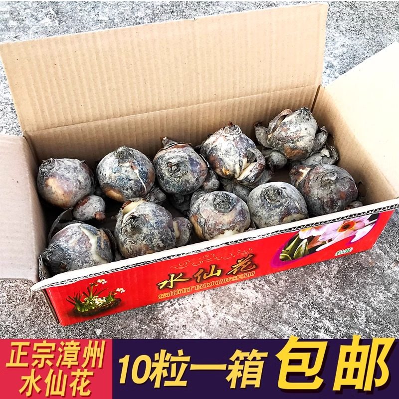 漳州水仙花种球水培室内植物盆栽