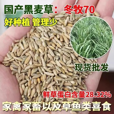 冬牧70进口黑麦草种子多年生四倍体宽叶耐寒牧草种子牛羊鱼兔种籽