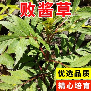 黄花败酱草种子南败酱草苦益菜 苣荬菜苦菜子苦菜苦麻菜种子
