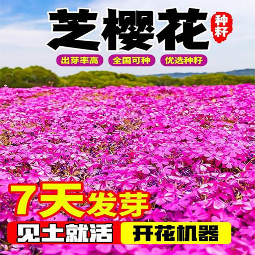 丛生芝樱花籽孑四季播种开低