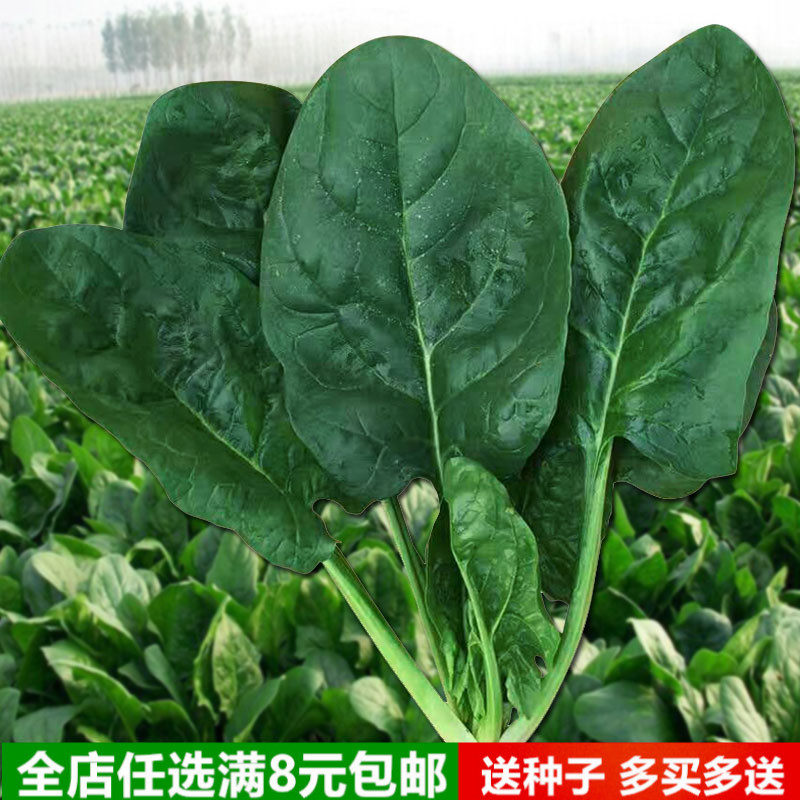 大叶菠菜种籽春秋季阳台种菜盆栽田园土菠菜紫菠菜籽四季蔬菜种子