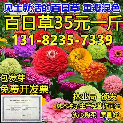 百日草种子春播四季开花易种