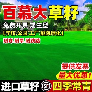 矮生百慕大草籽绿化四季常青露营民宿草皮种籽耐旱耐践踏草坪种子