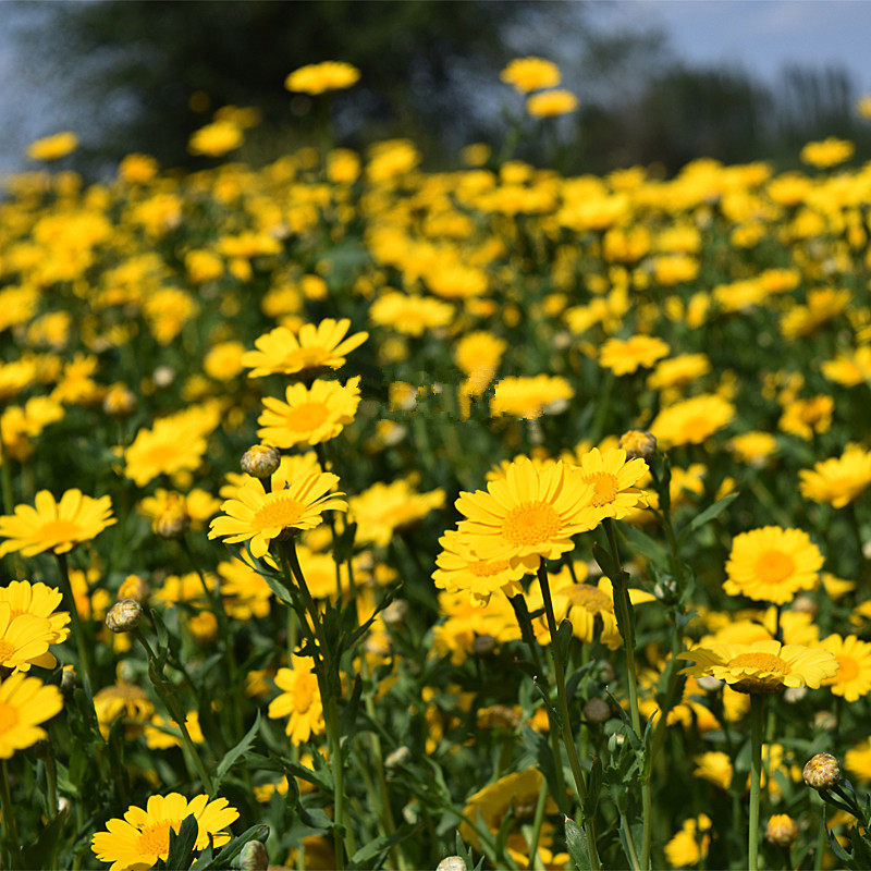 茼蒿菊混色木茼蒿春菊种子园林花海四季易种活多年生菊花