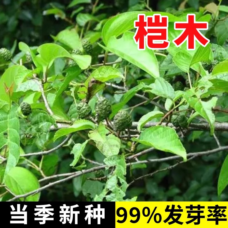 林木江南桤木种子 青木树 水青风 桤蒿种子 水冬瓜旱冬瓜种子