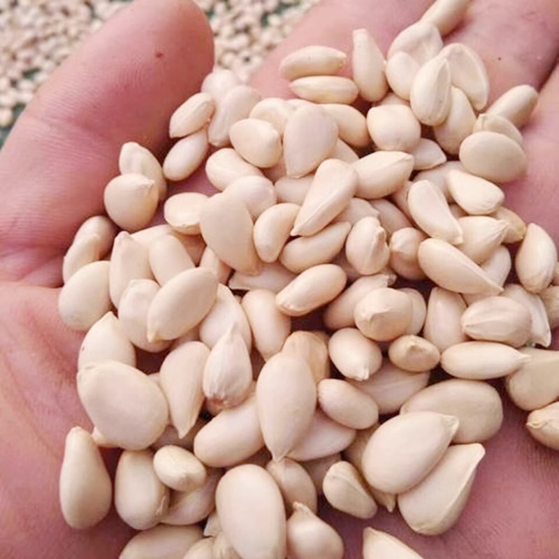 新采枸橘种子枳壳种籽子枸桔积壳