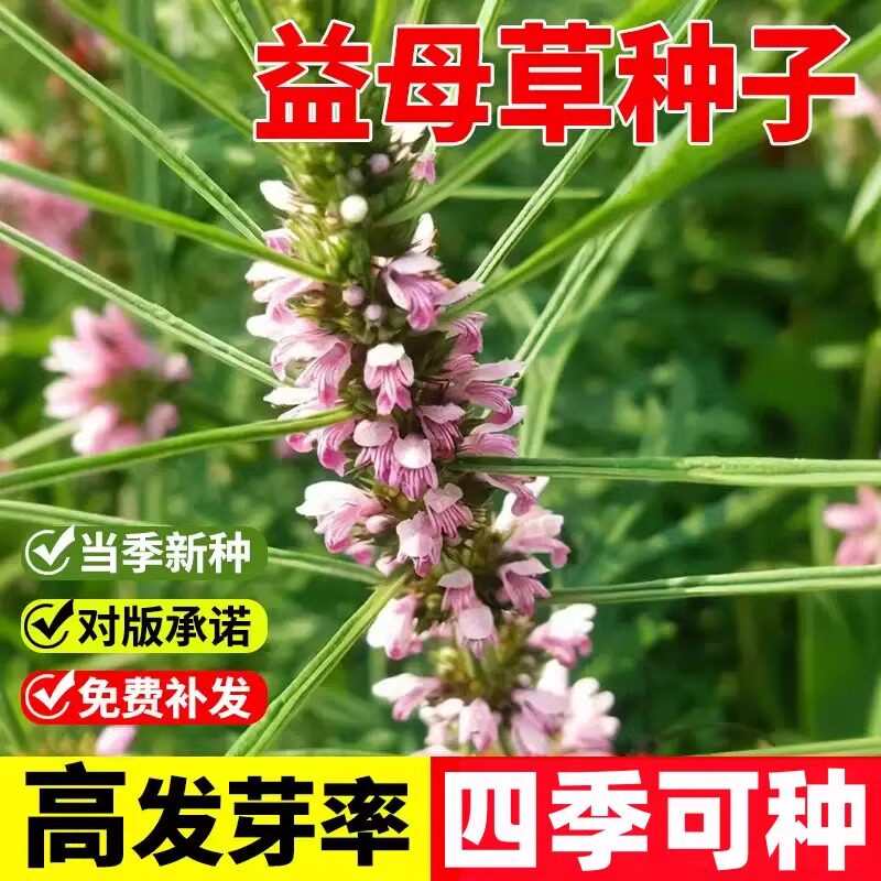 益母草种籽子盆栽可食用中药材中草药种植秧苗四季蔬菜种子孑大全图片