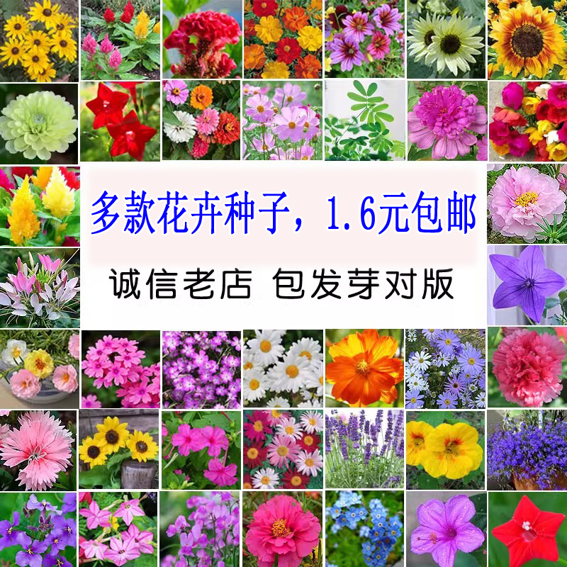 花种籽子四季播开野组合向日