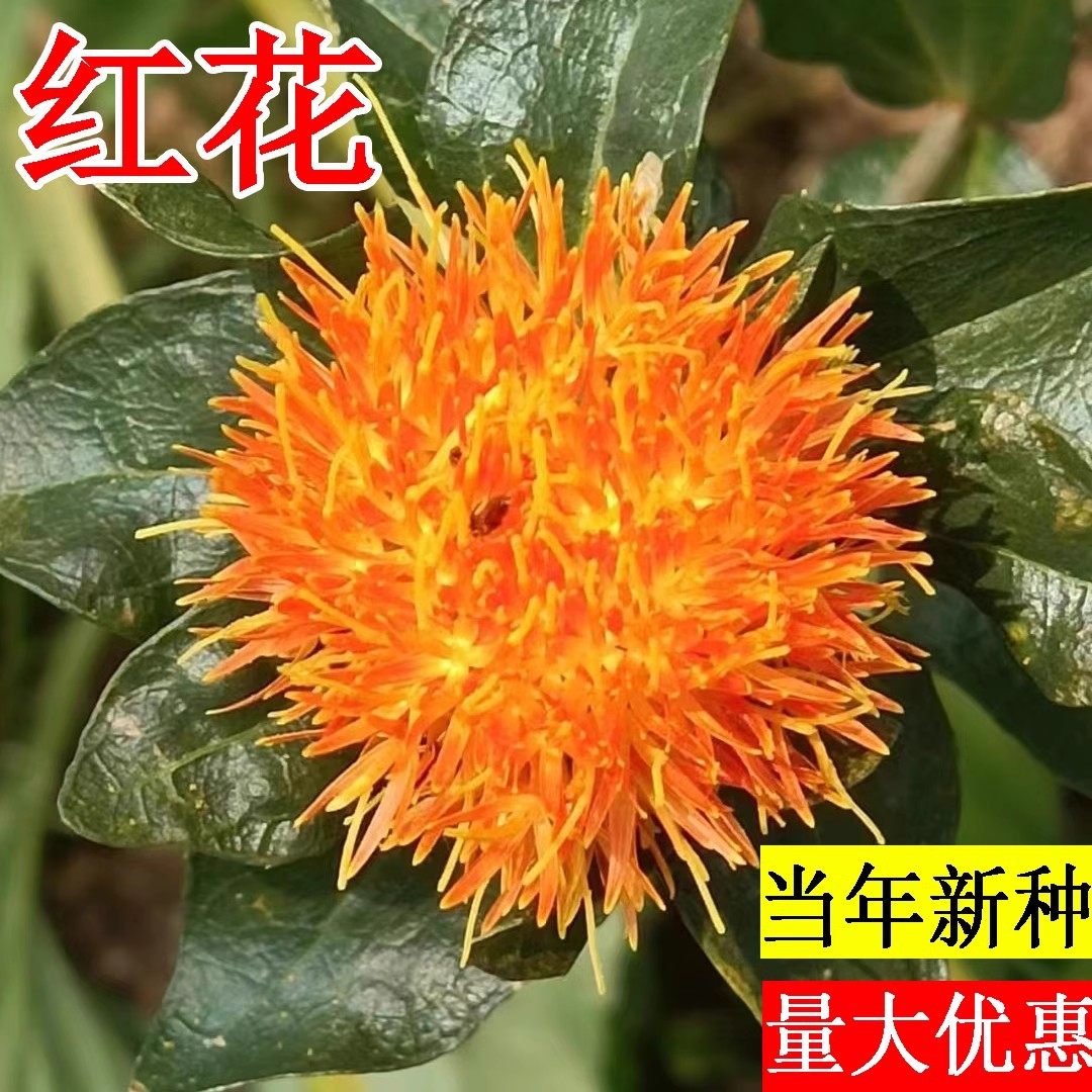 中草药材红花种子藏红花种子新疆无刺红花籽正品大朵大田种植种子