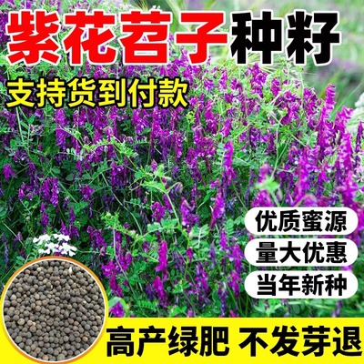 果园绿肥种子紫花苕子种长柔毛野豌豆毛苕子养蜂蜜源草种绿肥种籽