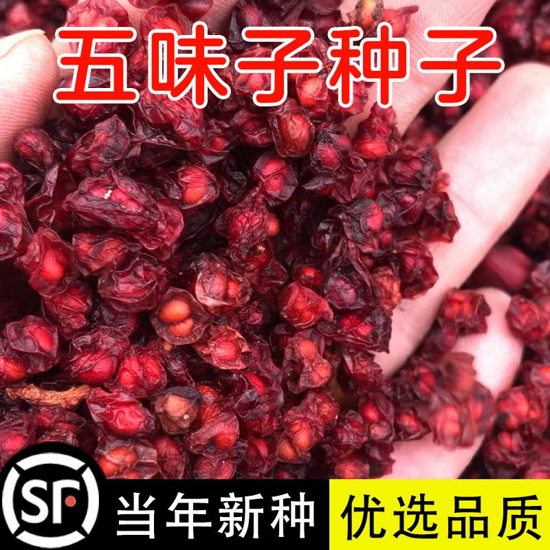 北方五味子种中药材正品籽