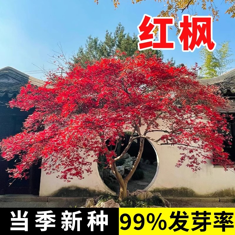 红枫树种子正宗美国红枫种子枫叶鲜红四季种易活庭院护坡灌木种子