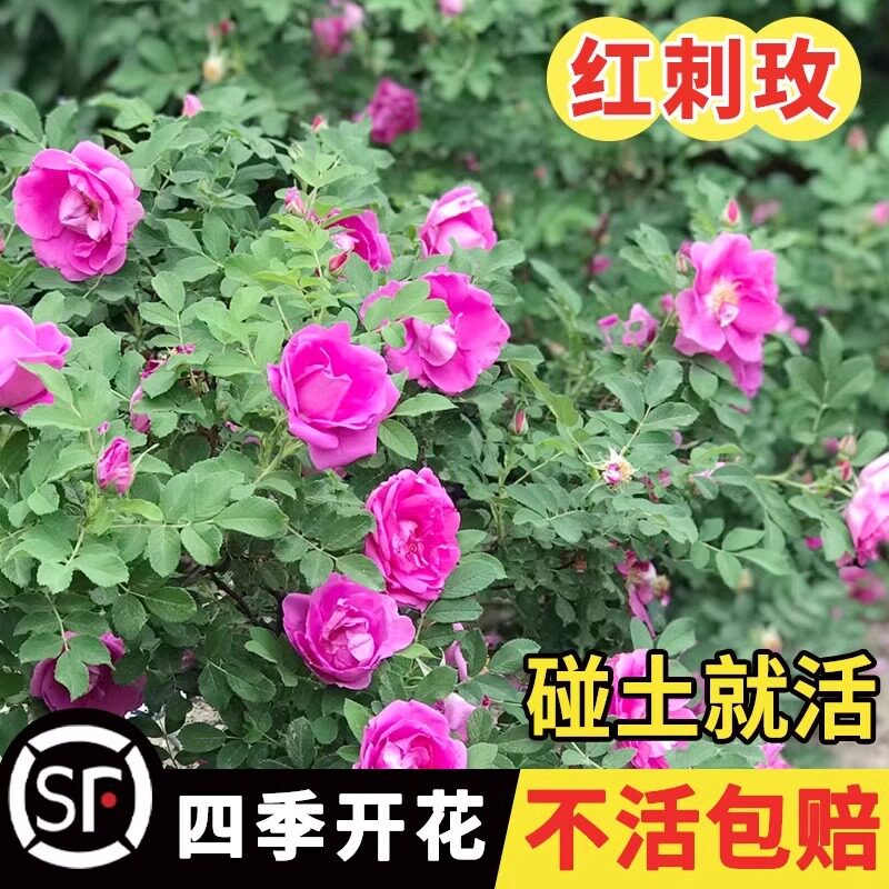 红刺玫种子玫瑰花园林绿化观赏开花当年新采种大花藤本黄刺玫种籽