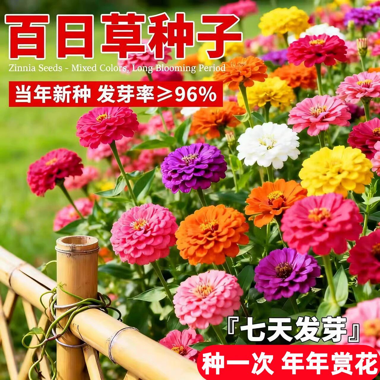 百日草种子花种籽子七彩重瓣百日菊花籽四季播种开花庭院室外种孑