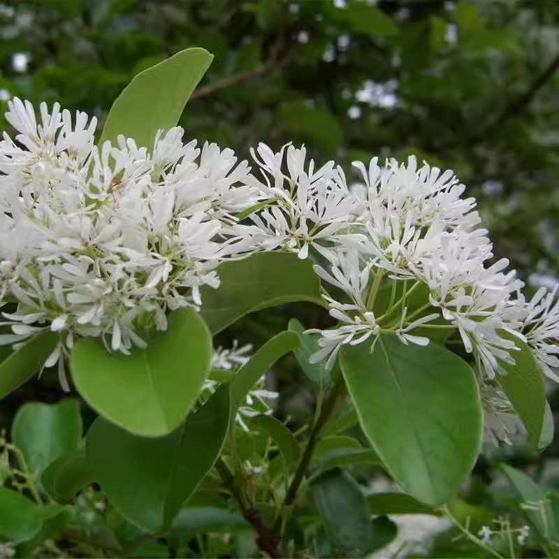 流苏树种子嫁接金桂桂花粘木种子