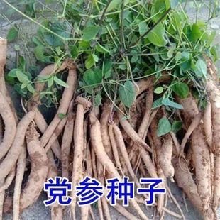 【48小时发货】党参种子新产中药材种子岷县党参种子党参子中草药